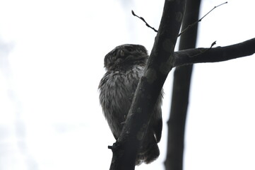 Bird Pygmy Owl Glaucidium passerinum, the smallest owl in Europe, perched on a branch in the forest. The species occurs in the Białowieża Primeval Forest and other forests with spruce trees.