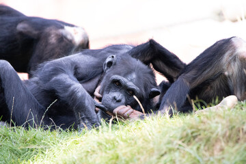 chimpanzee with child