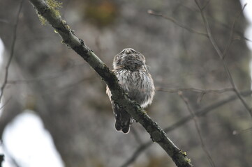 Bird Pygmy Owl Glaucidium passerinum, the smallest owl in Europe, perched on a branch in the forest. The species occurs in the Białowieża Primeval Forest and other forests with spruce trees.