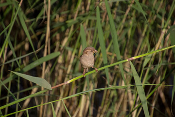 sparrow sitting on a blade of grass with a dragonfly in its beak