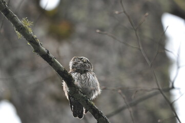 Bird Pygmy Owl Glaucidium passerinum, the smallest owl in Europe, perched on a branch in the forest. The species occurs in the Bialowieza Primeval Forest and other forests with old  spruce trees.