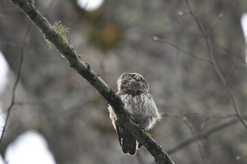 Bird Pygmy Owl Glaucidium passerinum, the smallest owl in Europe, perched on a branch in the forest. The species occurs in the Bialowieza Primeval Forest and other forests with old spruce trees.