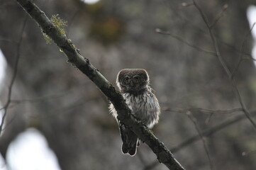 Bird Pygmy Owl Glaucidium passerinum, the smallest owl in Europe, perched on a branch in the forest. The species occurs in the Białowieża Primeval Forest and other forests with old spruce trees.