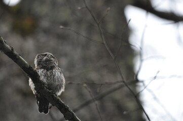 Bird Pygmy Owl Glaucidium passerinum, the smallest owl in Europe, perched on a branch in the forest. The species occurs in the Białowieża Primeval Forest and other forests with old spruce trees.