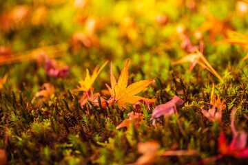 京都　宝厳院の紅葉