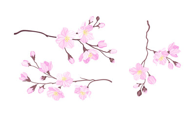 Blooming cherry branches set. Sakura twigs with flower buds vector illustration