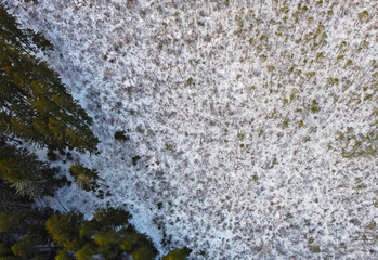 Aerial view of the white field and young forest. Landscape nature in winter