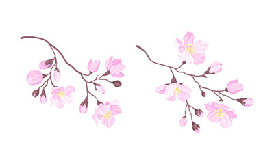 Sakura twigs with pink flower buds. Blooming cherry tree vector illustration