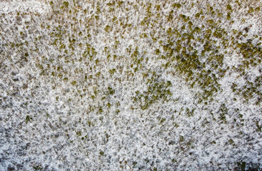 Aerial view of the white field and young forest. Landscape nature in winter