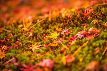 京都　宝厳院の紅葉