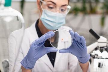 Petri dish in hands of blurred scientist in latex gloves in lab.