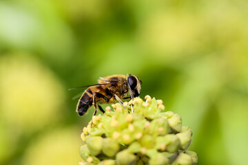 bee on a flower
