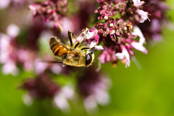 bee on a flower
