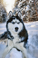 Siberian haski dog on snow and looks around. High quality photo, Winter husky dog.