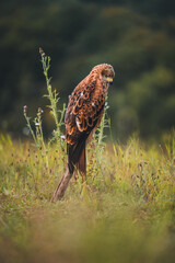Red kite (Milvus milvus) sitting on dry branch on ground. Red kite portrait in sunny day.