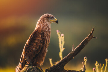 Red kite (Milvus milvus) sitting on dry branch on ground. Red kite portrait in sunny day.