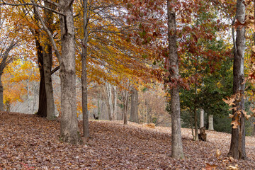 Fototapeta premium fall trees in the park