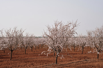 Blossoming almond trees field