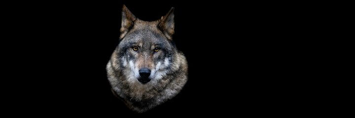 Obraz premium Template of a gray wolf with a black background