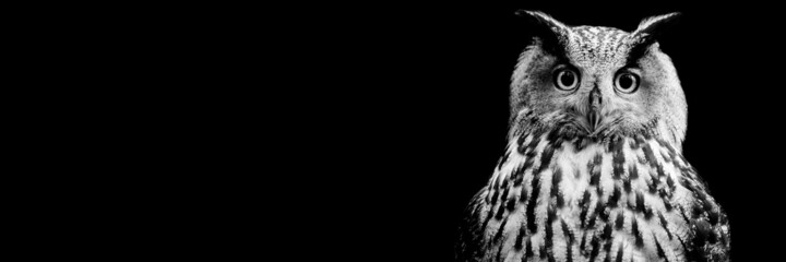Template of a Eurasian Eagle-Owl with a black background