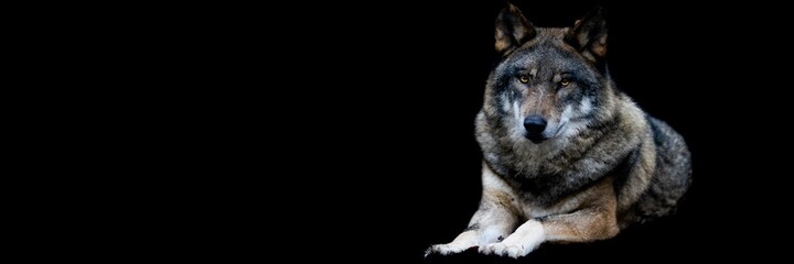 Fototapeta premium Template of a gray wolf with a black background