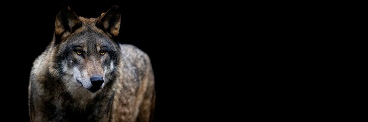 Obraz premium Template of a gray wolf with a black background