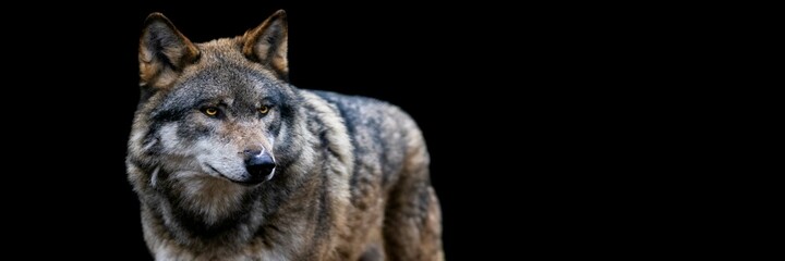 Obraz premium Template of a gray wolf with a black background