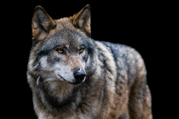 Fototapeta premium Portrait of a gray wolf in the forest