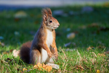 Naklejka na ściany i meble Eurasian red squirrel close-up (Sciurus vulgaris)