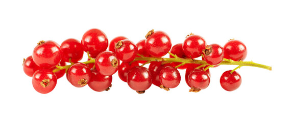 Branch of red currant isolated on white background.