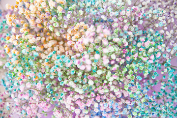 multicolored gypsophila. selective sharpness. as a background for the designer