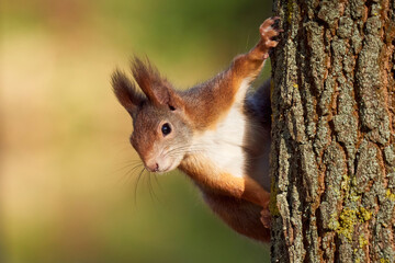 Eurasian red squirrel on a tree (Sciurus vulgaris)