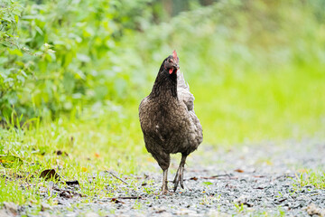 Grey black chicken hen walking on grass at the farm on a sunny day with a green background for space or text	
