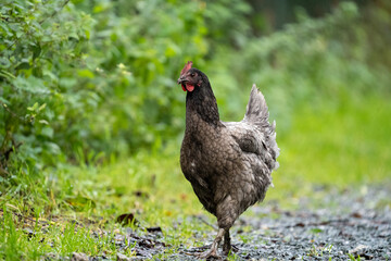 Grey black chicken hen walking on grass at the farm on a sunny day with a green background for space or text	

