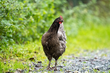 Grey black chicken hen walking on grass at the farm on a sunny day with a green background for space or text	
