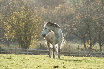 white horse in the field on the farm standing in the winter light