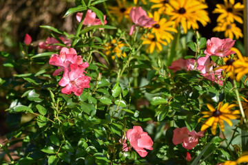 Obraz premium Rose, Lienzer Rose, Blume, Blüte, offenblühend, Bodendecker, Bodendeckerrose, klein, zierlich, widerstandsfähig, Hagebuttenansatz, robust, Sonderzüchtung, Züchtung, Zuchtrose, Lienz, Osttirol, fünfblä