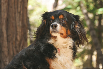 cavalier mix dog
