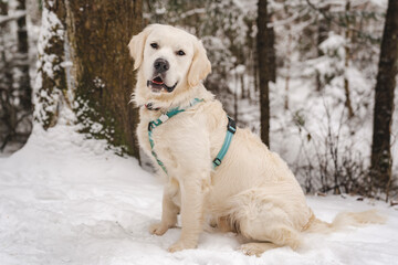 white labrador retriever dog on winter season