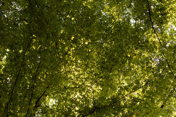 green leaves in the forest