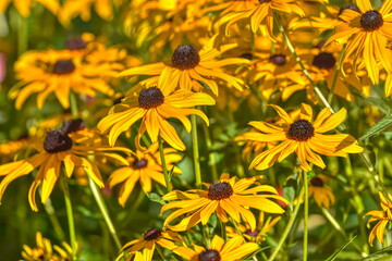 Sonnenhut, Scheinsonnenhut, Igelkopf, Blume, Blumen, Blüten, Igelköpfe, Scheinsonnenhüte, Korbblütler, Blüte, gelb, Röhrenblüte, Röhrenblüten, Spreublatt, Spreizblätter, stachelspitzig, Blütezeit, Som