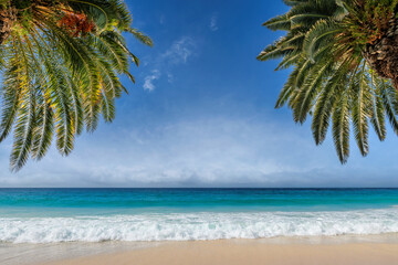 Tropical beach backgrounds, palms and sea. Summer vacation and tropical beach concept.	