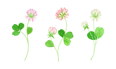 Wild meadow clover flowers set. Red and white trifolium repens herbal plant vector illustration