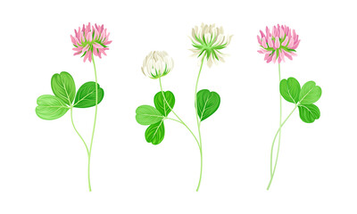 White and red clover herbal plants set. Trifolium repens vector illustration