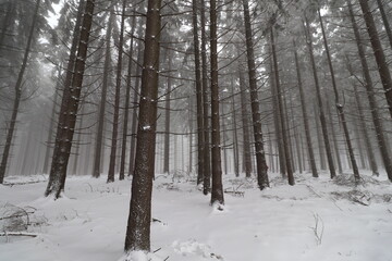 forest in winter