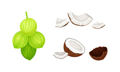 Brown and green exotic coconut set. Whole and broken into pieces fresh tropical fruit vector illustration
