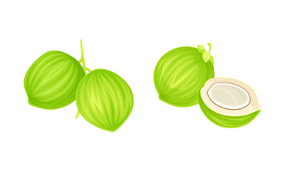 Green exotic coconut set. Whole and half fresh juicy tropical fruit vector illustration