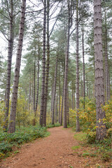 Sherwood Forest, UK - 17 Nov, 2021: Autumn leaves and colours in Sherwood Forest, Sherwood Pines, Nottinghamshire, UK