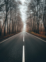 Fototapeta premium road in the fog