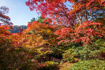 京都　宝厳院の紅葉